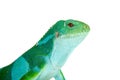 The Fiji banded iguana on white Royalty Free Stock Photo