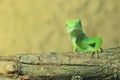 Fiji banded iguana Royalty Free Stock Photo