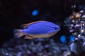 Fiji Blue devil damselfish chrysiptera parasema Royalty Free Stock Photo