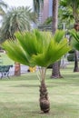 Fiji Fan Palm tree in a garden.Pritchardia pacificaGreen leave palm tree.