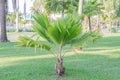 Fiji Fan Palm tree in a garden.Pritchardia pacificaGreen leave palm tree.