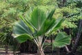 Fiji Fan Palm tree in a garden.Pritchardia pacificaGreen leave palm tree.