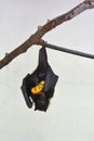 Fiji Flying Fox hanging, on a tree branch eats Mango Royalty Free Stock Photo