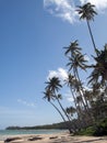 Fiji island best beach photo. High palms, forest and clear blue sky.