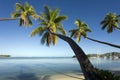 Fiji - Leaning Palm Trees - South Pacific
