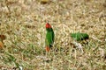 Fiji parrotfinches on the ground