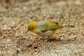 Fiji white-eye Zosterops explorator sitting on the ground Royalty Free Stock Photo