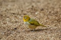 Fiji white-eye (Zosterops explorator) sitting on the ground Royalty Free Stock Photo