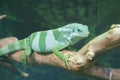 Fijian Banded Iguana - Brachylophus fasciatus Royalty Free Stock Photo