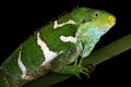 Fijian crested iguana Brachylophus vitiensis Royalty Free Stock Photo