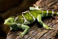 Fijian crested iguana Brachylophus vitiensis on Viti Levu Isla Royalty Free Stock Photo