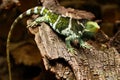 Fijian crested iguana Brachylophus vitiensis on Viti Levu Isla Royalty Free Stock Photo