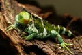 Fijian crested iguana Brachylophus vitiensis on Viti Levu Isla Royalty Free Stock Photo