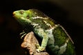 Fijian crested iguana Brachylophus vitiensis on Viti Levu Isla Royalty Free Stock Photo