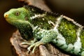 Fijian crested iguana Brachylophus vitiensis on Viti Levu Isla Royalty Free Stock Photo