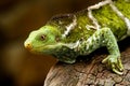 Fijian crested iguana Brachylophus vitiensis on Viti Levu Isla Royalty Free Stock Photo