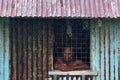 Fijian man looks out of the window during a Tropical Cyclone