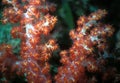 Fijian Soft Coral