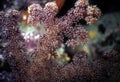 Fijian Soft Coral