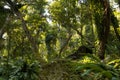 Fijian tropical jungle Royalty Free Stock Photo
