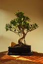 Fikus Resuta Bonsai Tree