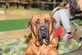 Fila Brasileiro big dog portrait Royalty Free Stock Photo