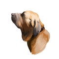 Fila Brasileiro, Brazilian Mastiff, Cao de fila brasileiro dog digital art illustration isolated on white background. Brazil