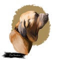 Fila Brasileiro, Brazilian Mastiff, Cao de fila brasileiro dog digital art illustration isolated on white background. Brazil