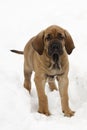 Fila brasileiro cub