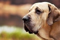 Fila Brasileiro dog portrait, autumn scene