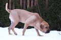 Fila brasileiro Royalty Free Stock Photo