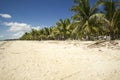 Fila de palmeras en la isla de Bantayan.  Row of palm trees on Bantayan Island Royalty Free Stock Photo