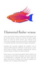 Filamented Flasher Wrasse Fish on White Background