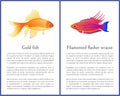 Filamented Flasher Wrasse and Gold Fish Posters