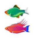 Filamented flasher wrasse and green tiger barb Royalty Free Stock Photo