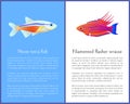 Filamented Flasher Wrasse and Neon Tetra Fish