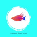 Filamented Flasher Wrasse Ocean Fish Poster Vector