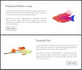 Filamented Flasher Wrasse Set Vector Illustration