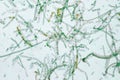 Filamentous algae are single algae cells that form long visible Royalty Free Stock Photo