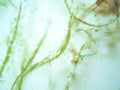 Filamentous algae