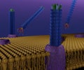 filamentous bacteriophage M13 in phospholipid bilayers Royalty Free Stock Photo