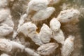 Filamentous texture of a mycelium fungus mushroom colony under observation in biology lab