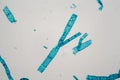 Spirogyra alga under the microscope Royalty Free Stock Photo