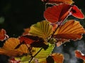 The filbert Corylus maxima Royalty Free Stock Photo