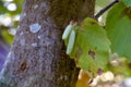 Filbert with Autumn Leaf 05 Royalty Free Stock Photo