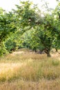 Filbert Orchard in Oregon Royalty Free Stock Photo