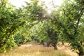 Filbert Orchard in Oregon Royalty Free Stock Photo