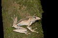 File-eared Tree Frog Royalty Free Stock Photo