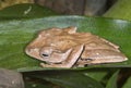 File-eared tree frog or bony-headed flying frog (Polypedates otilophus) hiding on a leaf.