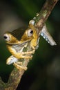 File-eared Tree Frog Royalty Free Stock Photo